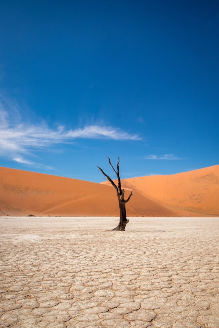 Vertical shot leafless tree desert with sand dunes small