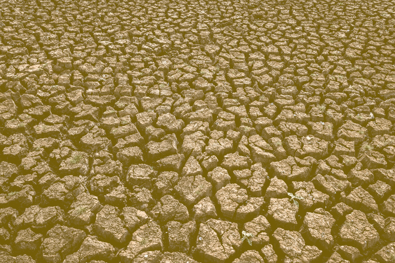 Arid land with dry cracked ground global warming small yellow